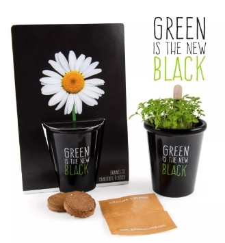 Pot Black Paquerette