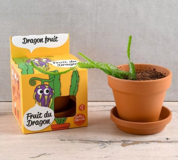 Fruit de dragon