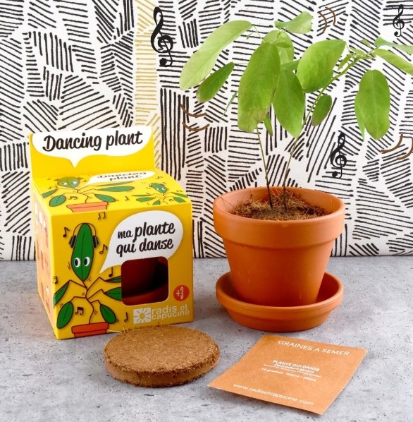 Plante qui danse
