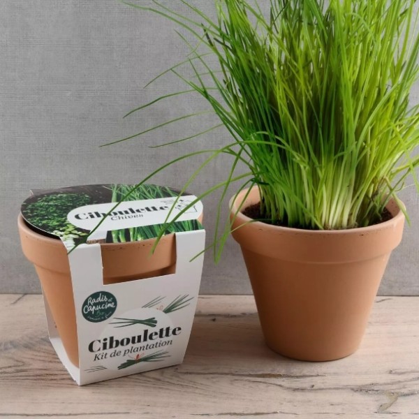 Ciboulette