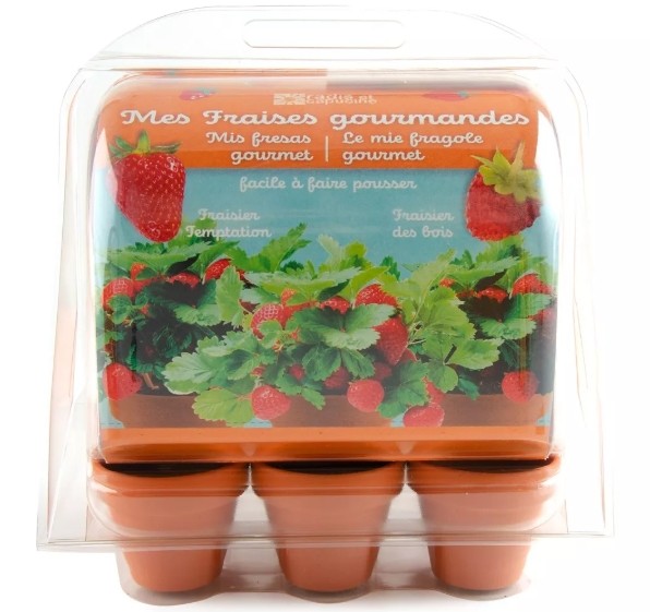 Mini serre 6 pots fraisiers