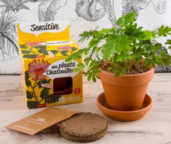 Mimosa Pudica