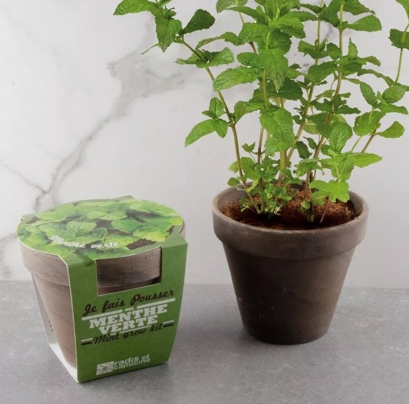 Menthe verte
