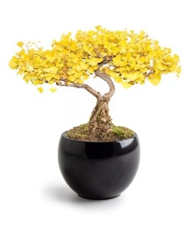 Kit Bonsaï GINKGO