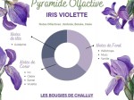 Iris violette