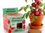 Mes petites tomates