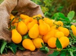 Tomates Poire jaune