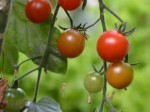 Mes petites tomates