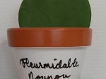 Hoya et pot Nounou