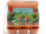 Mini serre 6 pots fraisiers