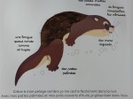 Livre à toucher - Les animaux de la nuit