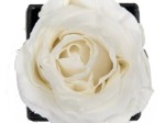 Rose éternelle blanche