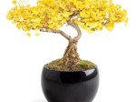 Kit Bonsaï GINKGO
