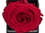 Rose éternelle rouge